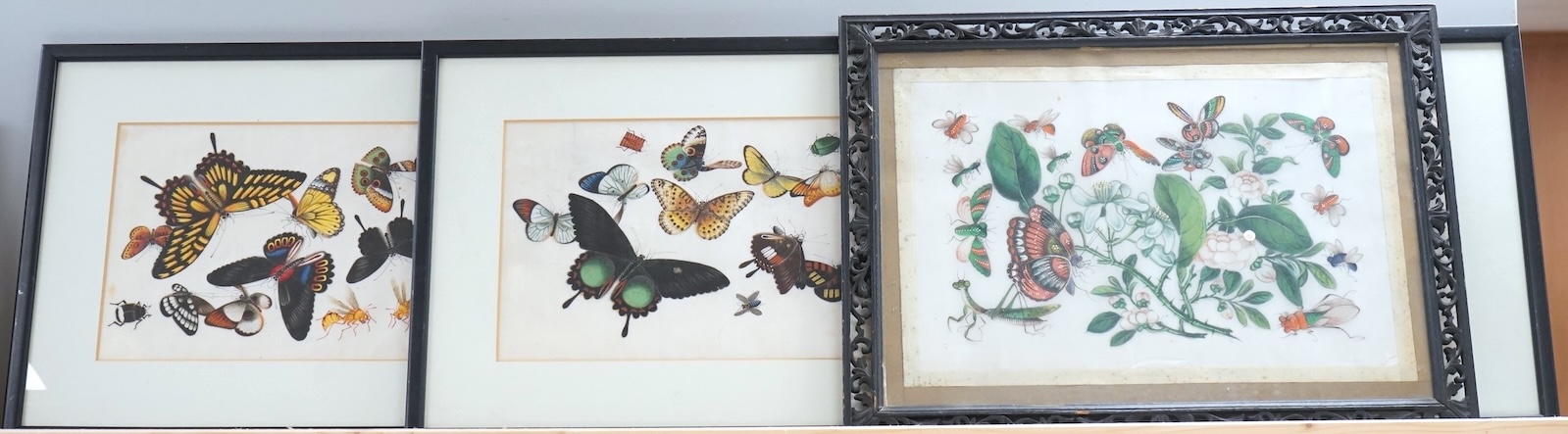 19th century, Chinese School, four pith paper paintings, Butterflies and insects, 20 x 32cm, one housed in a carved wood frame